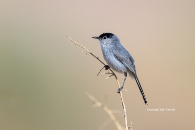 Black-tailed-Gnatcatcher;One;Polioptila-melanura;avifauna;bird;birds;color-image